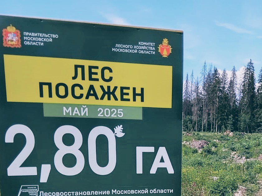 Наро-Фоминское лесничество высадило 31 тысячу сеянцев сосны и ели на 12,4 га леса