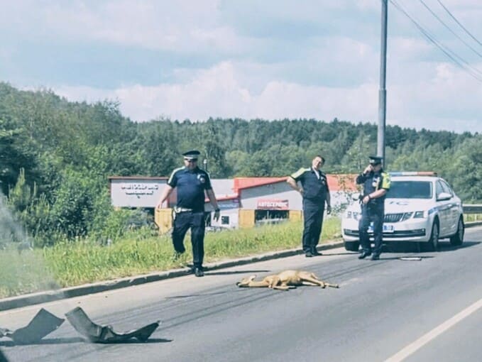 Авто сбило оленёнка у парка Победы в Наро-Фоминске: жители требуют ограждения и предупреждения