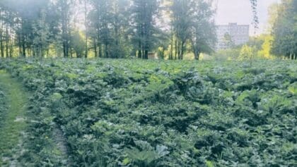 Штраф за неудаление борщевика Сосновского в Наро-Фоминском округе вырос до 5 000 рублей