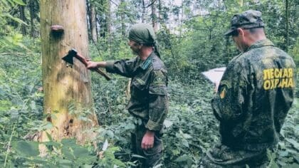 Наро-Фоминское лесничество высадило 31 тысячу сеянцев сосны и ели на 12,4 га леса