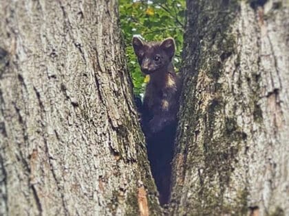 В Апрелевке редкий кадр — в лесопарке «Дубки» заметили дикую лесную куницу В Апрелевке редкий кадр — в лесопарке «Дубки» заметили дикую лесную куницу