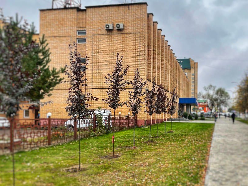 Озеленение в Наро-Фоминске: высадили яблони, туи, можжевельники