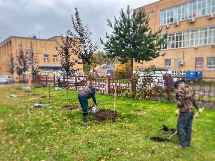 Озеленение в Наро-Фоминске: на Мальково появились декоративные яблони. Что ещё посадят? Озеленение в Наро-Фоминске: высадили яблони, туи, можжевельники
