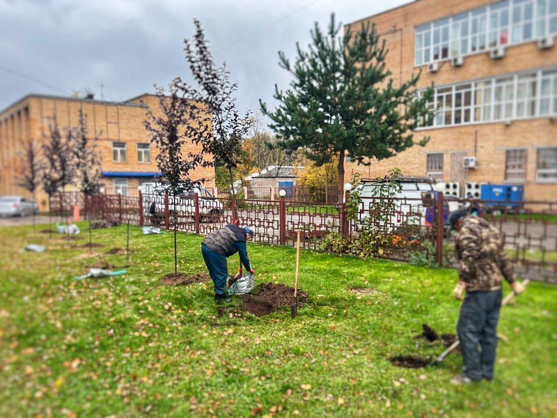 Озеленение в Наро-Фоминске: высадили яблони, туи, можжевельники