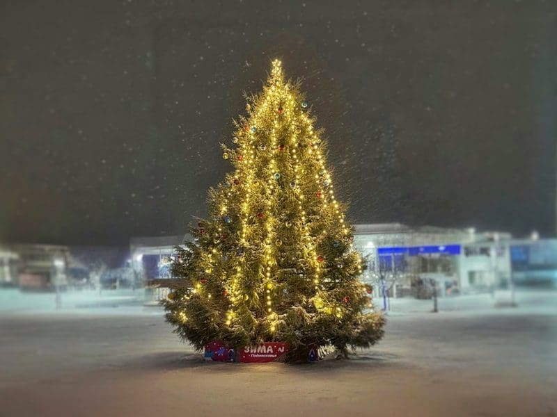 Живую ель высотой 10 метров установят на главной площади Вереи
