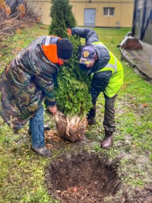 На улицах Наро-Фоминска высадили 25 туй