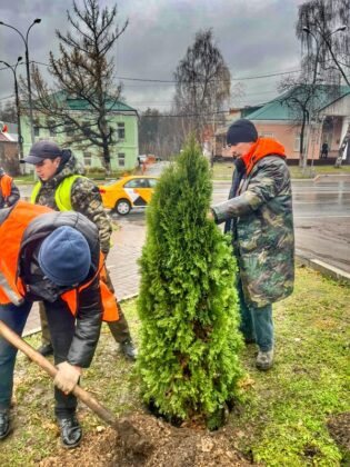 На улицах Наро-Фоминска высадили 25 туй