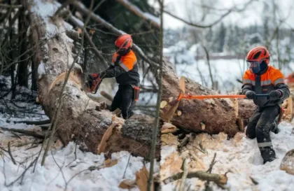 Лесники Наро-Фоминска переходят на самообслуживание: опасные деревья убирают штатные специалисты